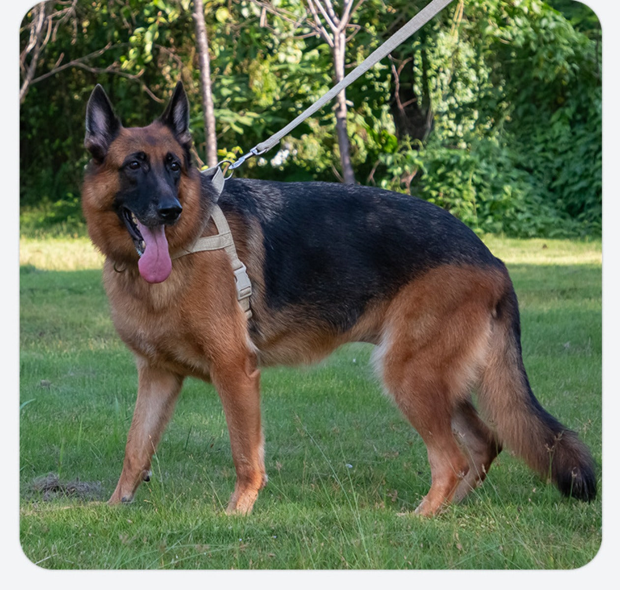 Sandsberg | Mittlere und große Hundeweste Leine