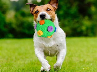 Sandsberg | Haustierspielzeug-Schnüffelbirne