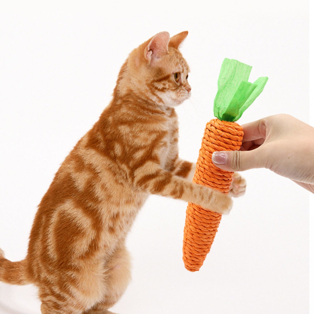 Sandsberg | Karotte Haustier Backenzahn Klaue Stick