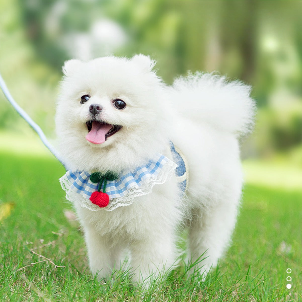 Sandsberg | Leine für kleine Haustiere Brustgurt