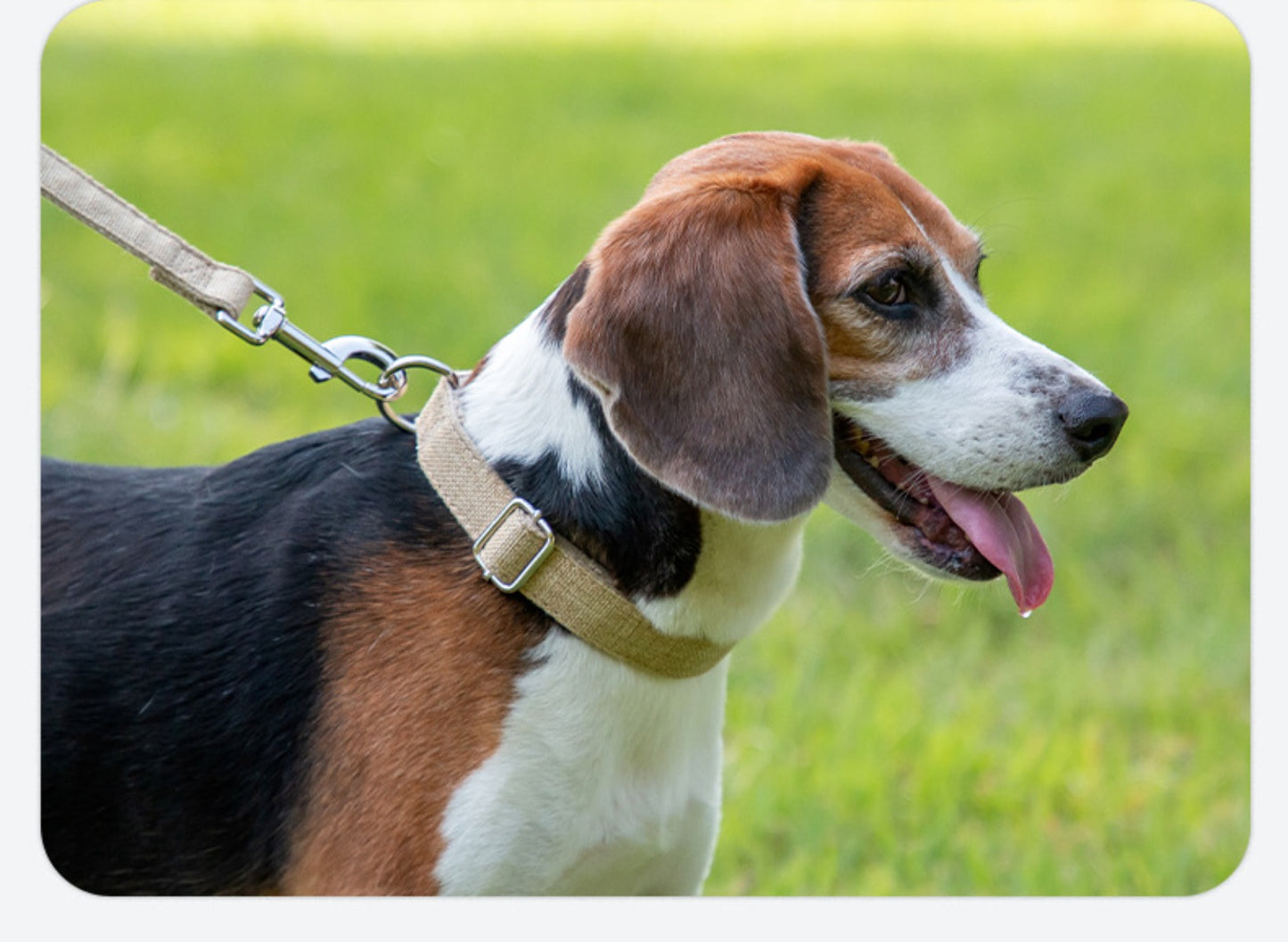 Sandsberg | Halsring aus reinem Hanf für große, mittlere und kleine Haustiere