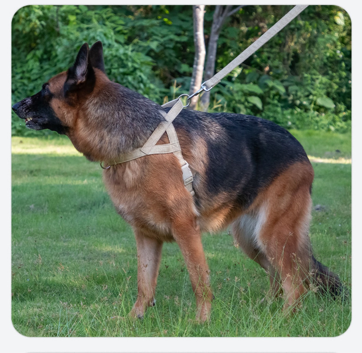 Sandsberg | Mittlere und große Hundeweste Leine